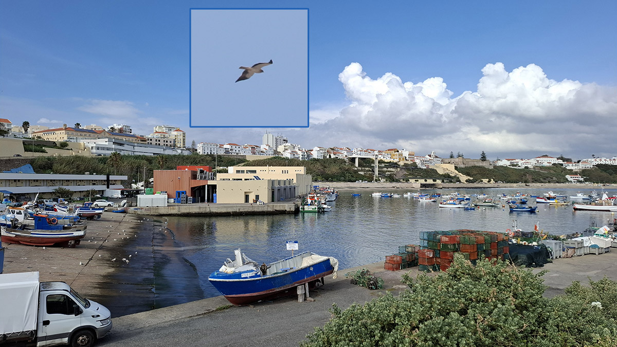 Sines en dwergarend